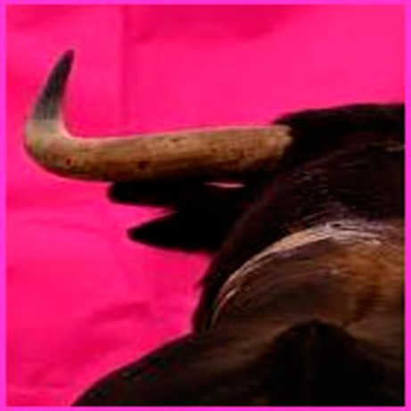 Toros de Orive